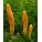 Cordyceps 
