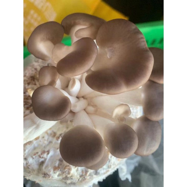 Fresh Mushroom New Zealand Grown 1.5kg