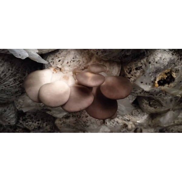 Fresh Mushroom New Zealand Grown 1.5kg