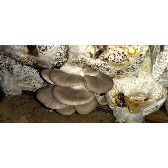 Fresh Mushroom New Zealand Grown 1.5kg Fresh Mushroom New Zealand Grown 1.5kg