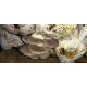 Fresh Mushroom New Zealand Grown 1.5kg Fresh Mushroom New Zealand Grown 1.5kg
