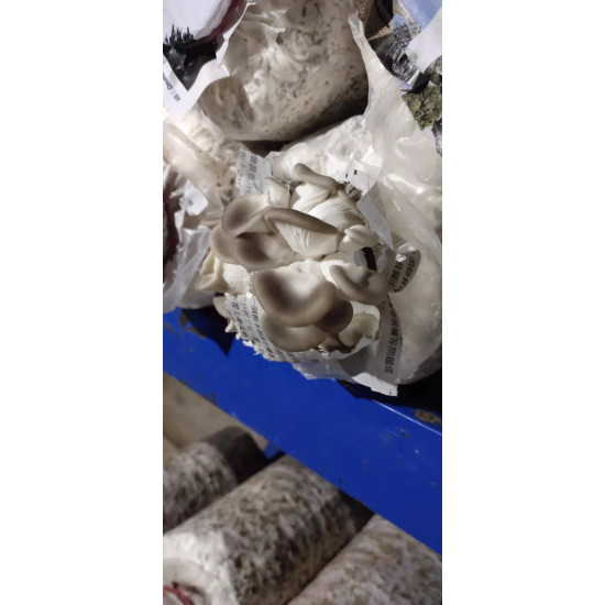 Fresh Mushroom New Zealand Grown 1.5kg Fresh Mushroom New Zealand Grown 1.5kg