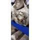 Fresh Mushroom New Zealand Grown 1.5kg Fresh Mushroom New Zealand Grown 1.5kg