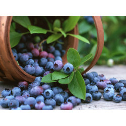 GO Healthy GO Bilberry 30,000mg 60 Capsules GO Healthy GO Bilberry 30,000mg 60 Capsules