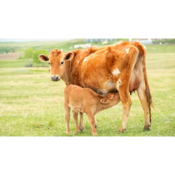 GO Healthy GO Colostrum Milk 550mg 120 Chewable Tablets GO Healthy GO Colostrum Milk 550mg 120 Chewable Tablets