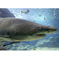 GO Healthy GO Squalene 1000mg Softgels