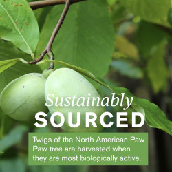 Nature's Sunshine Paw Paw 180 Capsules Nature's Sunshine Paw Paw 180 Capsules