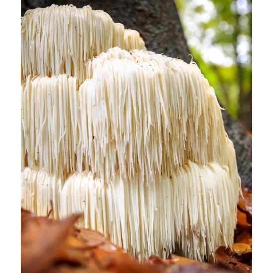 Pro Life Lion's Mane Mushroom 60 Capsules