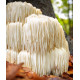 Pro Life Lion's Mane Mushroom 60 Capsules