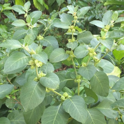 Radiance Ashwagandha Stress Shield 60 Capsules Radiance Ashwagandha Stress Shield 60 Capsules