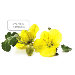 Sanderson Pure & Natural Evening Primrose Oil 1000mg 220 Capsules Sanderson Pure & Natural Evening Primrose Oil 1000mg 220 Capsules