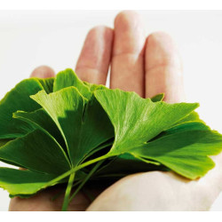 Ultra Health Ginkgo Biloba 120mg 90 Capsules Ultra Health Ginkgo Biloba 120mg 90 Capsules