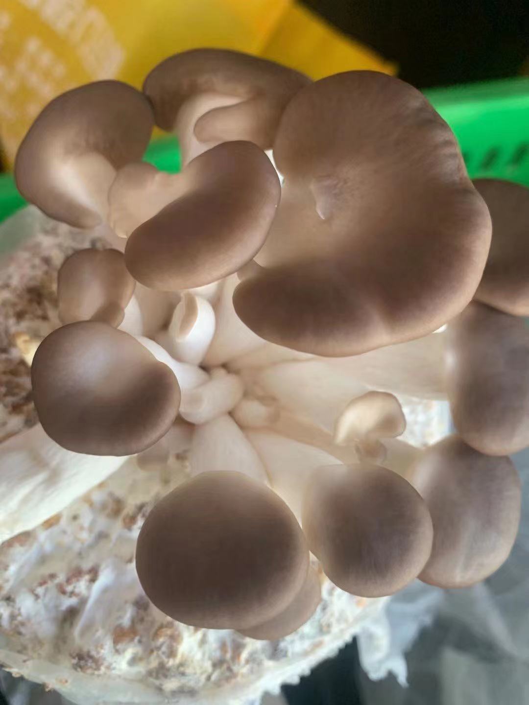 Fresh Mushroom New Zealand Grown 1.5kg, Fresh Mushroom, 1.5kg per bag, New Zealand Grown, Fresh and high quality, Great Price.